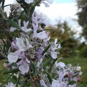 Rosmarinus officinalis fleur P19 P22